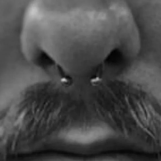 Septum-Piercing
